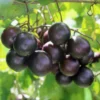 Black Muscadine Grape Vine