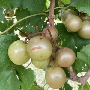Muscadine Grape Vine Plant Live - Garden Grape Plant - Fast Growing