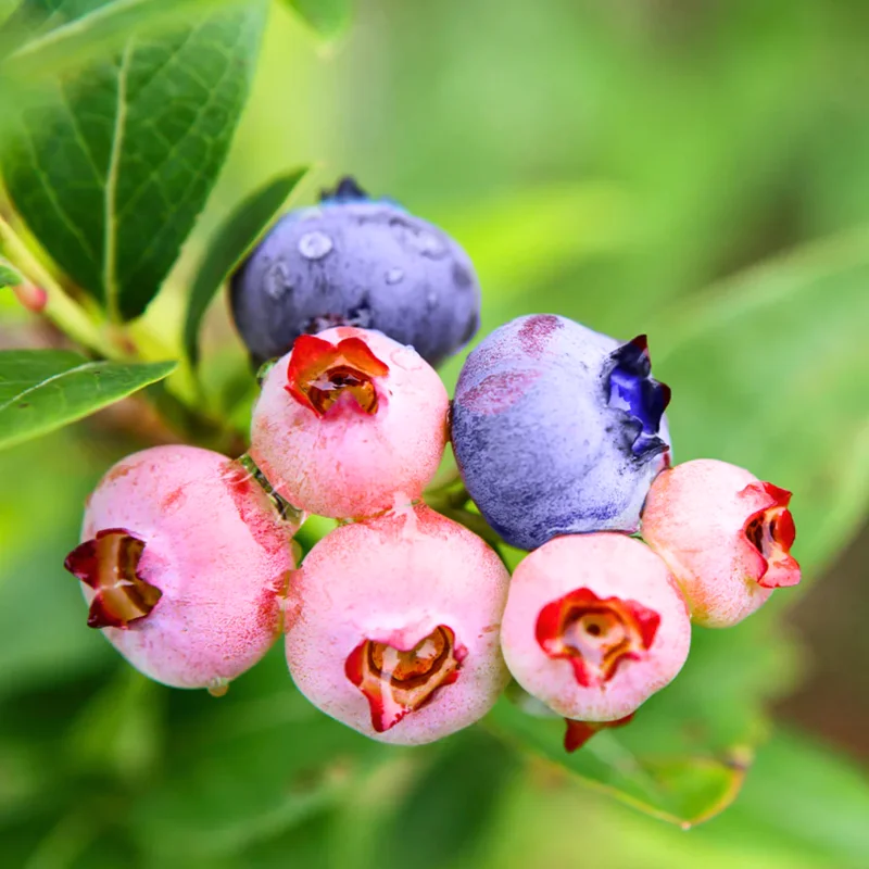 Blueberry Bush Live Plants - 3 Sweet Blueberry Seedlings for Planting