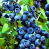Blueberry Bush Live Plants - 3 Starter Plants for Home Garden