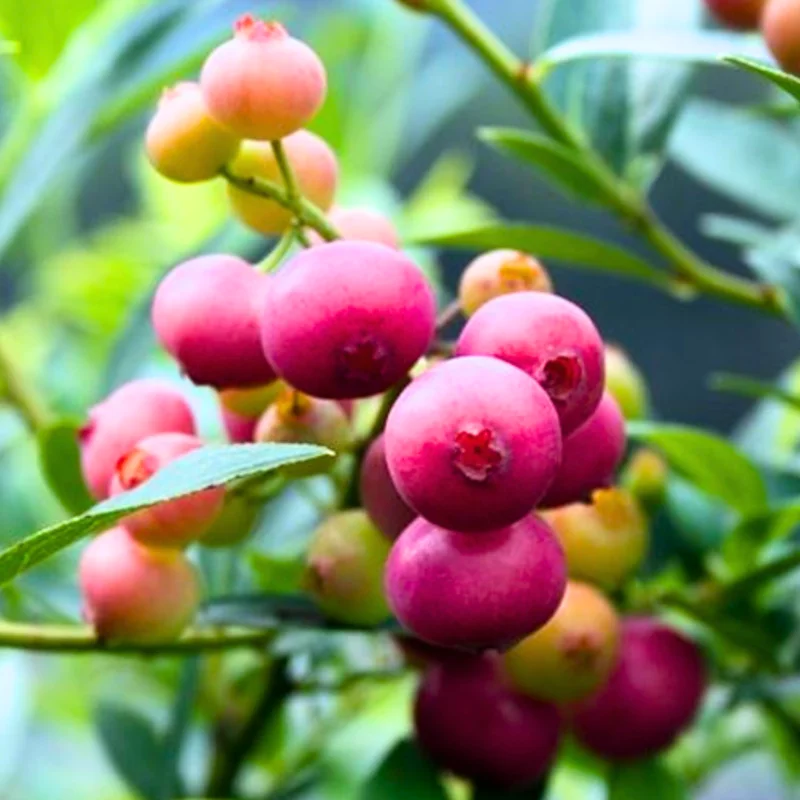 Blueberry Bushes Live Plant - Sweet Blueberry Seedlings - Outdoor Planting