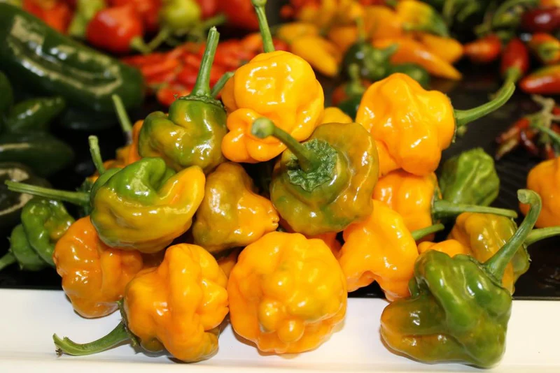 Scotch Bonnet Peppers