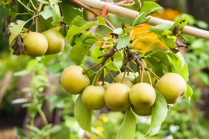 asian pear trees