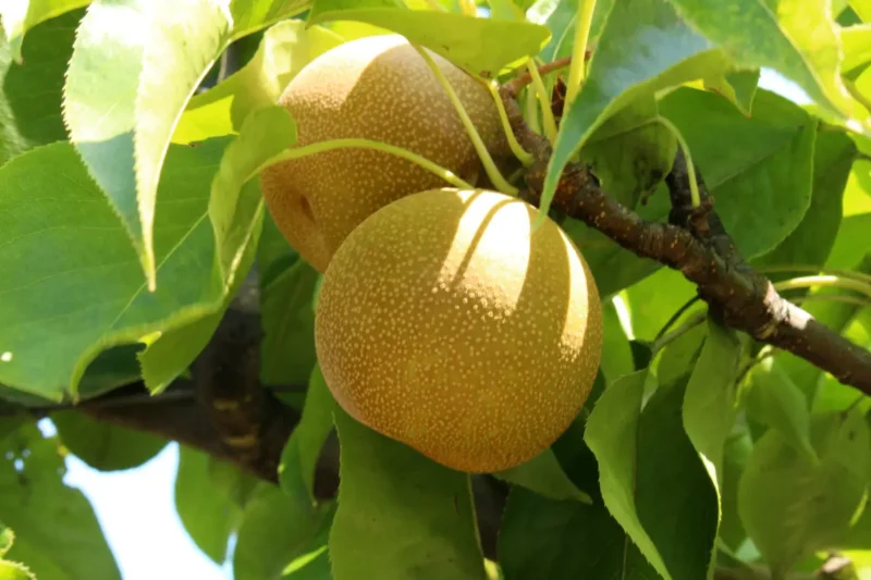 asian pear fruits