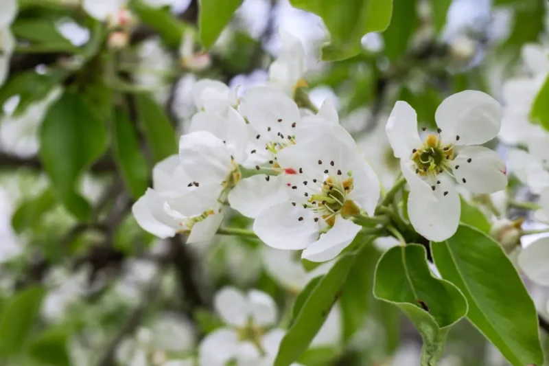 asian pear flowers