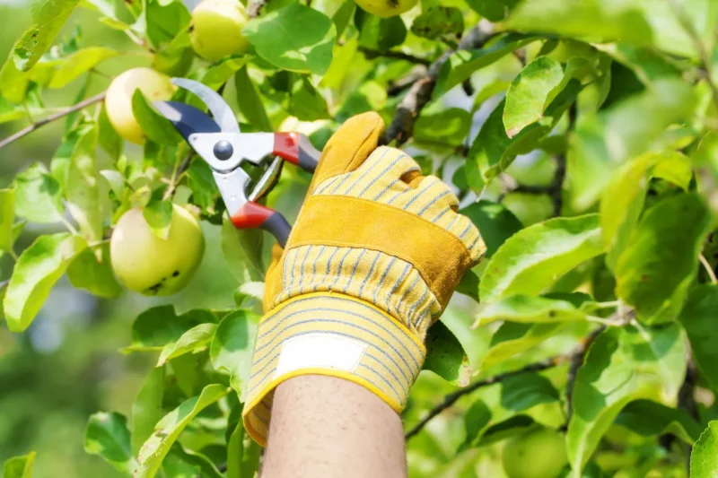 Pruning a pear tree