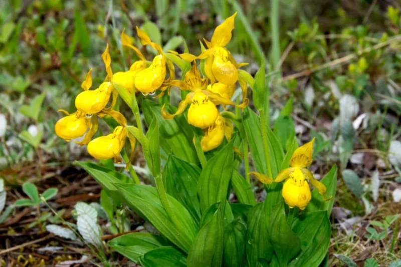 Lady Slipper Orchid care