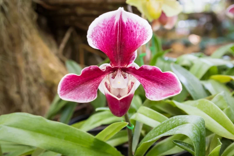 Lady Slipper Orchid