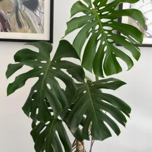 Monstera Adansonii Live Plant - Swiss Cheese Vine - 4 Inch Pot