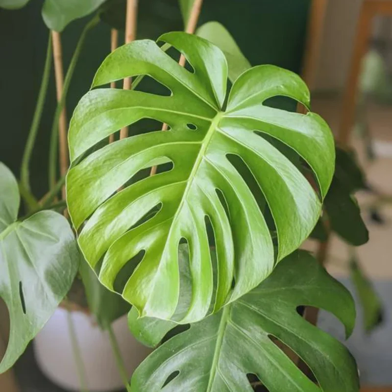 Monstera Adansonii Live Plant - Swiss Cheese Vine - 4 Inch Pot