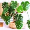 Monstera Deliciosa Live Plant - 4 Inch Pot, Bare Root - Easy Care Houseplant
