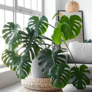 Monstera Deliciosa Live Plant - 4 Inch Pot, Bare Root - Easy Care Houseplant