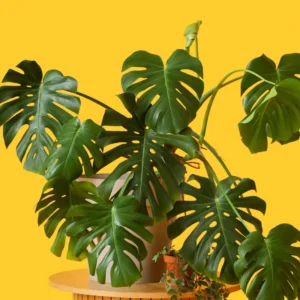 Monstera Deliciosa Live Plant - 4 Inch Pot, Bare Root - Easy Care Houseplant
