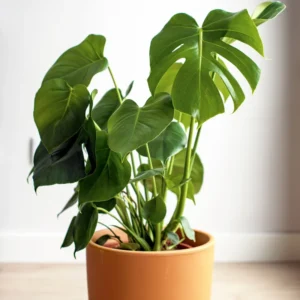 Monstera Deliciosa Live Plant - 4 Inch Pot, Bare Root - Easy Care Houseplant