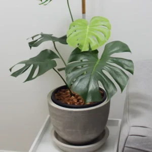 Monstera Deliciosa Live Plant - 4 Inch Pot, Bare Root - Easy Care Houseplant