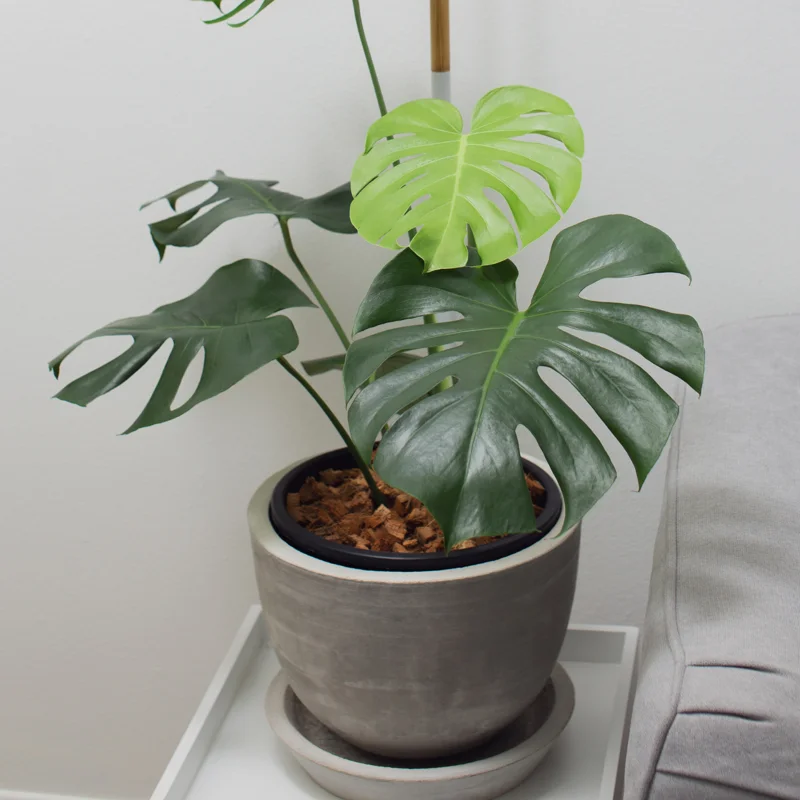 Monstera Deliciosa Live Plant - 4 Inch Pot, Bare Root - Easy Care Houseplant