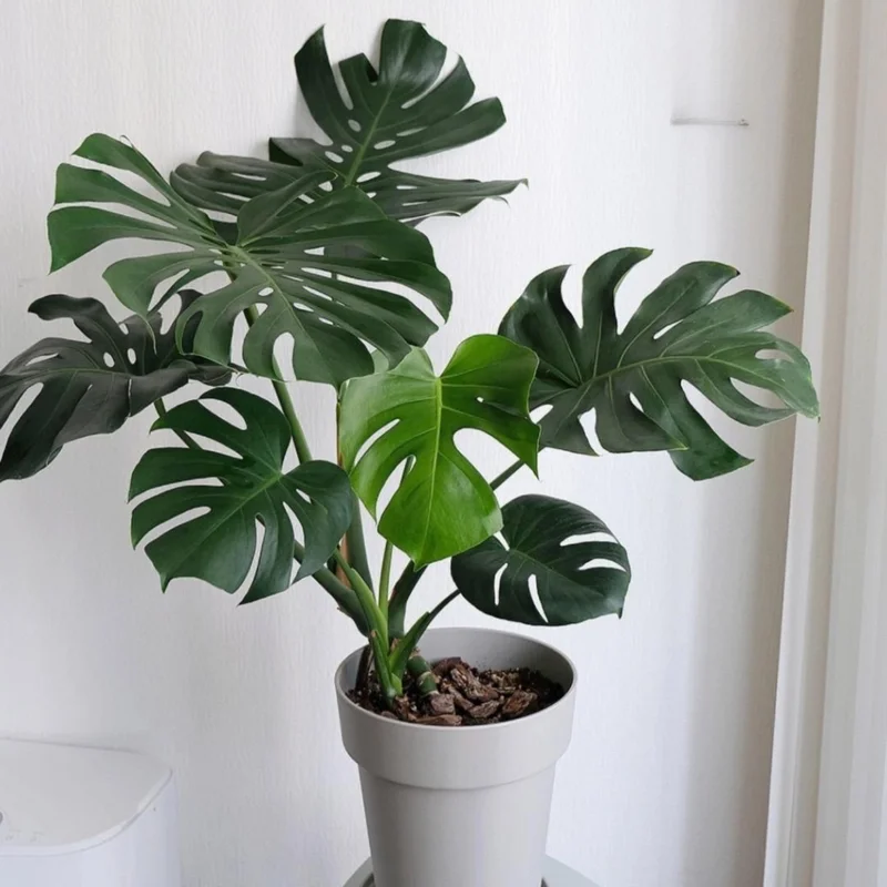 Monstera Deliciosa Plant Live - 4 Inch Pot - Easy Care Indoor Plant
