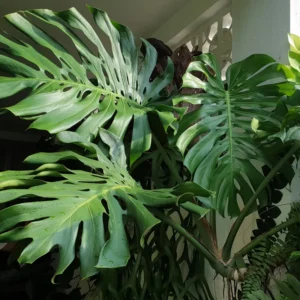 Monstera Deliciosa Plant Live - 4 Inch Pot - Easy Care Indoor Plant
