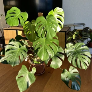 Monstera Deliciosa Plant Live - 4 Inch Pot - Easy Care Indoor Plant