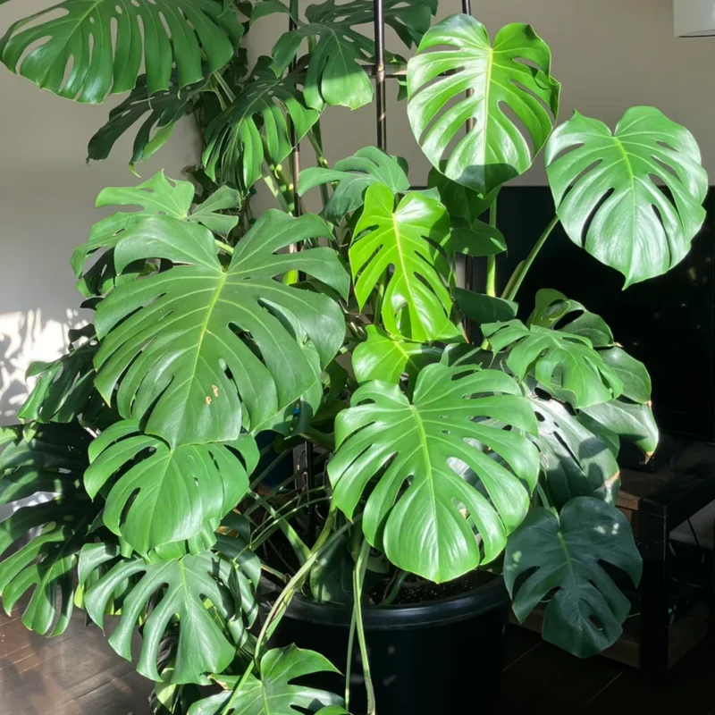 Monstera Deliciosa Live Plant - 4 Inch Potted Rare Indoor Plant
