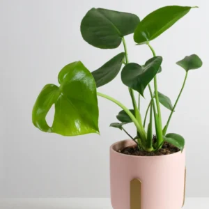 Monstera Deliciosa Live Plant - 4 Inch Potted Rare Indoor Plant