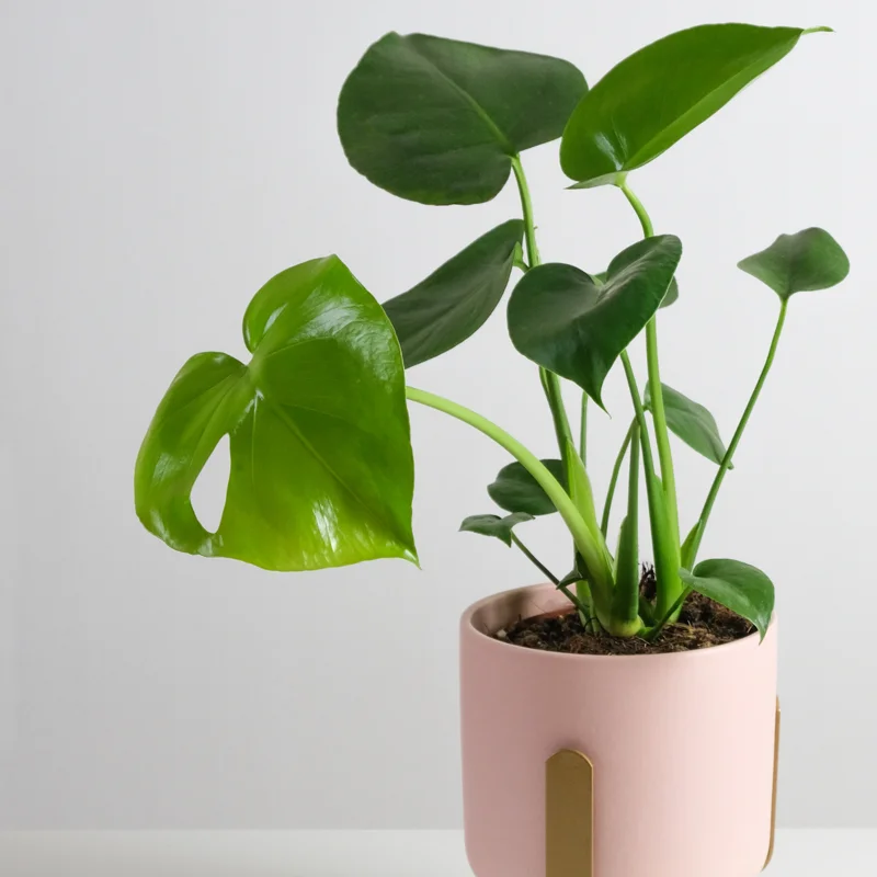 Monstera Deliciosa Live Plant - 4 Inch Potted Rare Indoor Plant