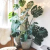 Monstera Deliciosa Live Plant - 4 Inch Potted Rare Indoor Plant