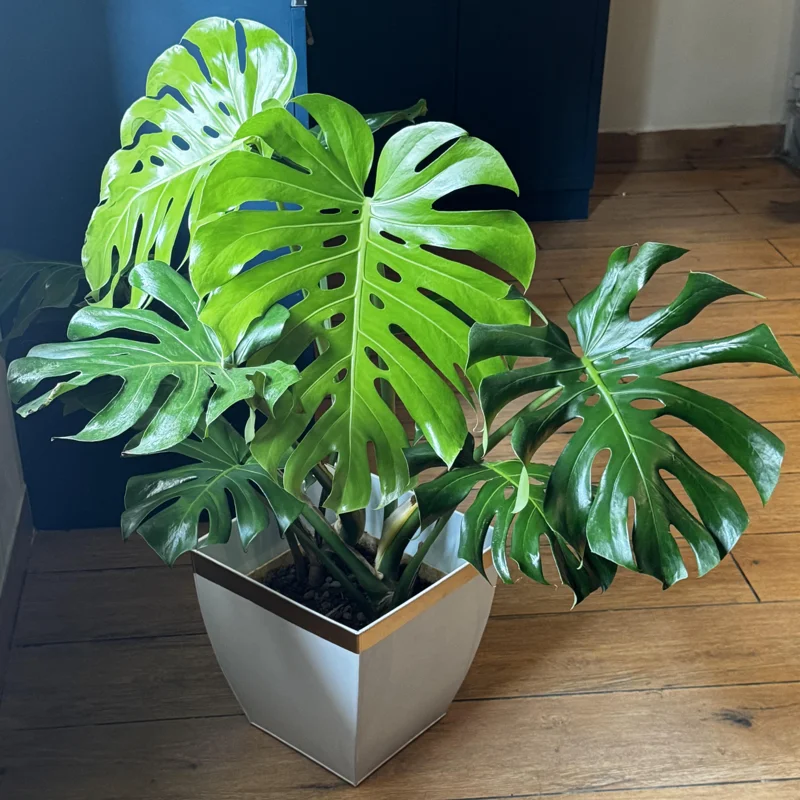 Monstera Deliciosa Live Plant - 4 Inch Potted Rare Indoor Plant