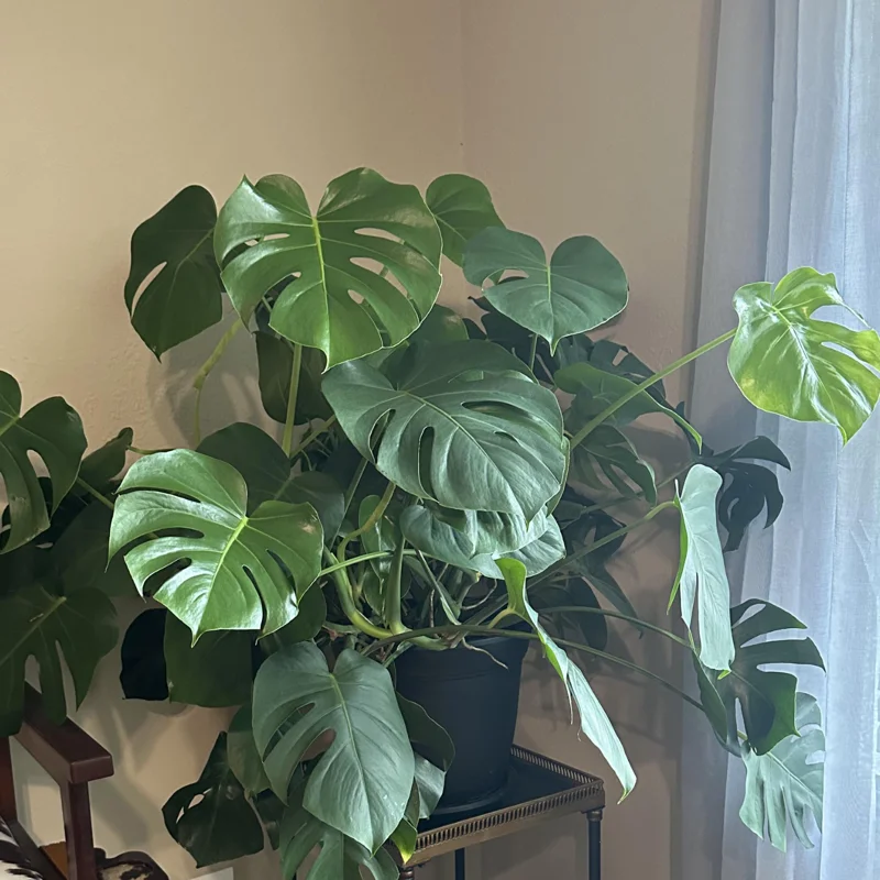 Monstera Deliciosa Live Plant - 4 Inch Potted Rare Indoor Plant