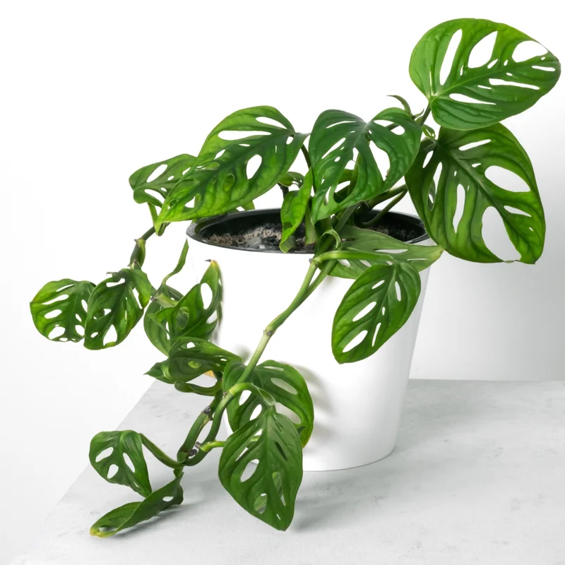 Monstera Adansonii Live Plant - 4 Inch Potted Swiss Cheese Plant Indoor