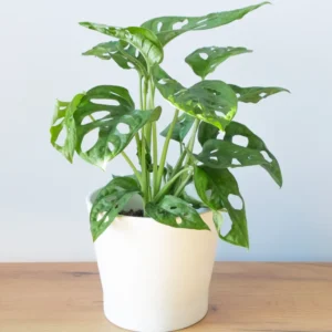 Monstera Adansonii Live Plant - 4 Inch Potted Swiss Cheese Plant Indoor