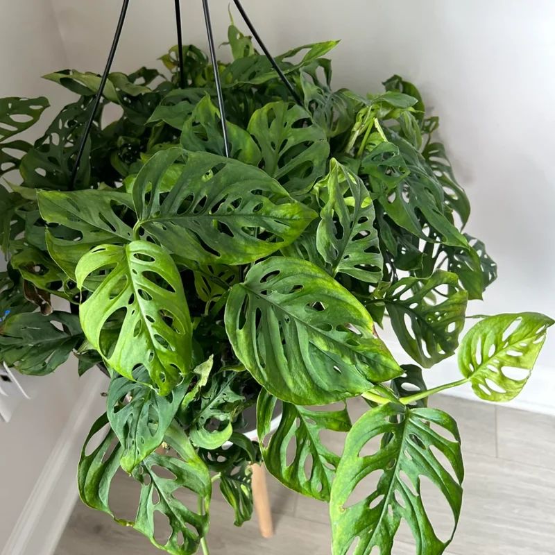 Monstera Adansonii Live Plant - 4 Inch Potted Swiss Cheese Plant Indoor