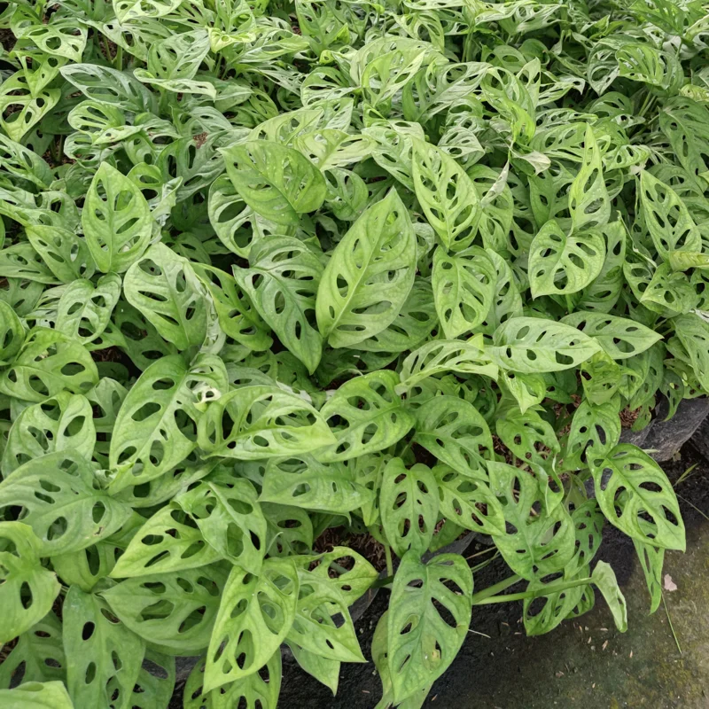 Monstera Adansonii Live Plant - 4 Inch Potted Swiss Cheese Plant Indoor