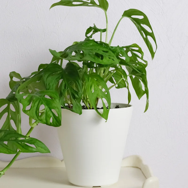 Monstera Adansonii, Swiss Cheese Plant Live In 4 Inches Pot, Swiss Cheese Vine Plant Live, Monstera Adansonii Live Plant