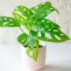 Monstera Adansonii, Swiss Cheese Plant Live In 4 Inches Pot, Swiss Cheese Vine Plant Live, Monstera Adansonii Live Plant