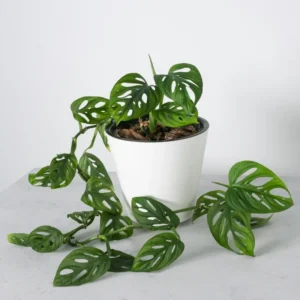 Monstera Adansonii, Swiss Cheese Plant Live In 4 Inches Pot, Swiss Cheese Vine Plant Live, Monstera Adansonii Live Plant