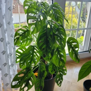Monstera Adansonii Plant Live Swiss Cheese Plant 4 Inch Potted