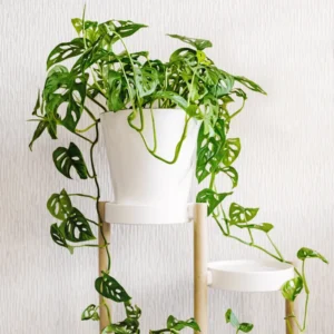 Monstera Adansonii Plant Live Swiss Cheese Plant 4 Inch Potted