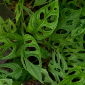 Monstera Adansonii Plant Live Swiss Cheese Plant 4 Inch Potted