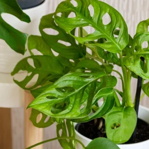 Monstera Adansonii Plant Live Swiss Cheese Plant 4 Inch Potted