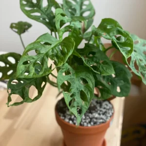 Swiss Cheese Plant Monstera Adansonii Live Potted Vine 4 Inch