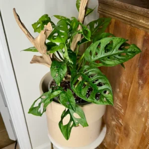 Swiss Cheese Plant Monstera Adansonii Live Potted Vine 4 Inch