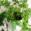 Swiss Cheese Plant Monstera Adansonii Live Potted Vine 4 Inch