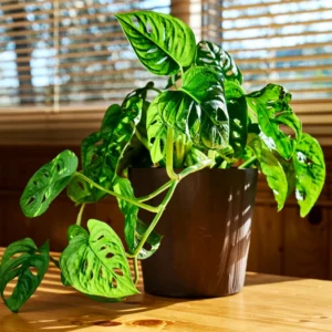 Swiss Cheese Plant Monstera Adansonii Live Potted Vine 4 Inch