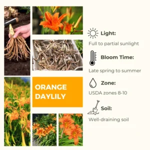 Orange Daylily Bulbs - 5 Reblooming Perennial Day Lilies Flowers Bare Roots