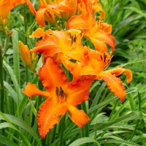 Orange Daylily Bulbs - 5 Reblooming Perennial Day Lilies Flowers Bare Roots