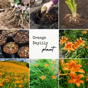 Orange Daylily Bulbs - 5 Reblooming Perennial Day Lilies Flowers Bare Roots