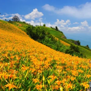 Orange Daylily Bulbs - 5 Reblooming Perennial Day Lilies Flowers Bare Roots