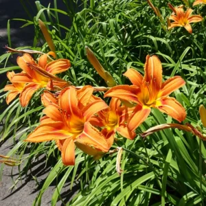 Orange Daylily Bulbs - 5 Reblooming Perennial Day Lilies Flowers Bare Roots