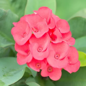 Crown of Thorns Plant - Red Flower Live Succulent - 4 Inch Pot